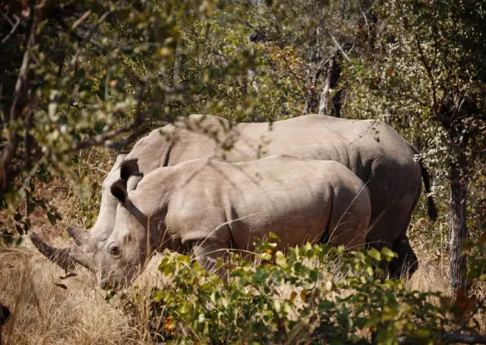 Framed Print : Mother and baby white rhinos, Zambia Framed Print : Mother and baby white rhinos, Zambia