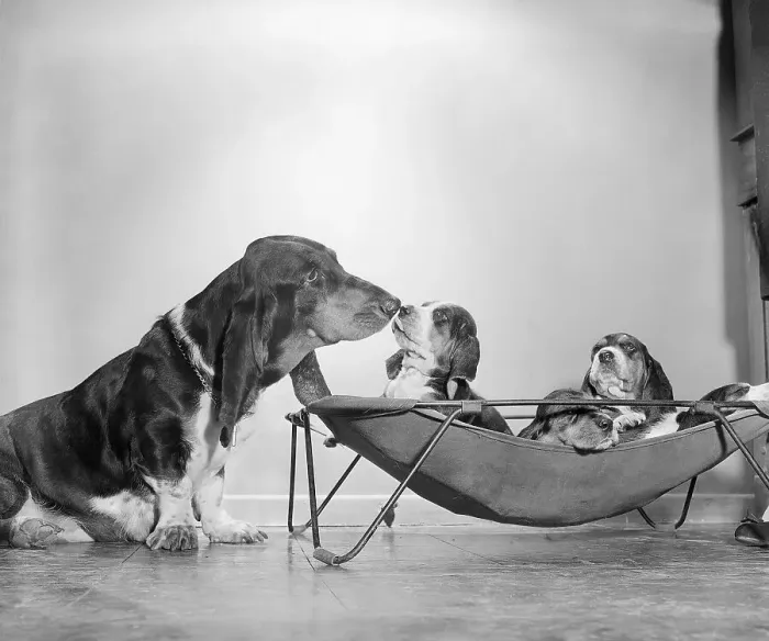 Framed Print : Mother Basset Hound Tends to Puppies Framed Print : Mother Basset Hound Tends to Puppies