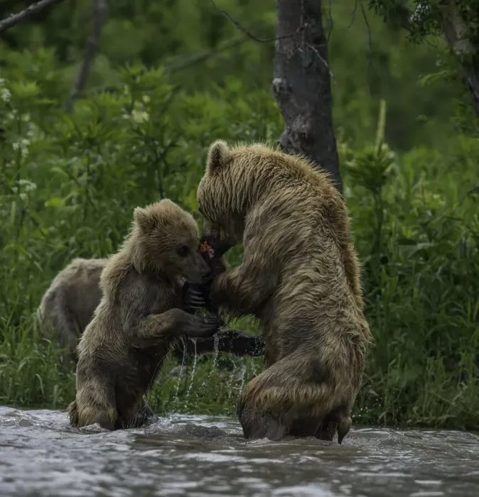 Framed Print : Mother And Cub Brown Bears Wrestle Framed Print : Mother And Cub Brown Bears Wrestle