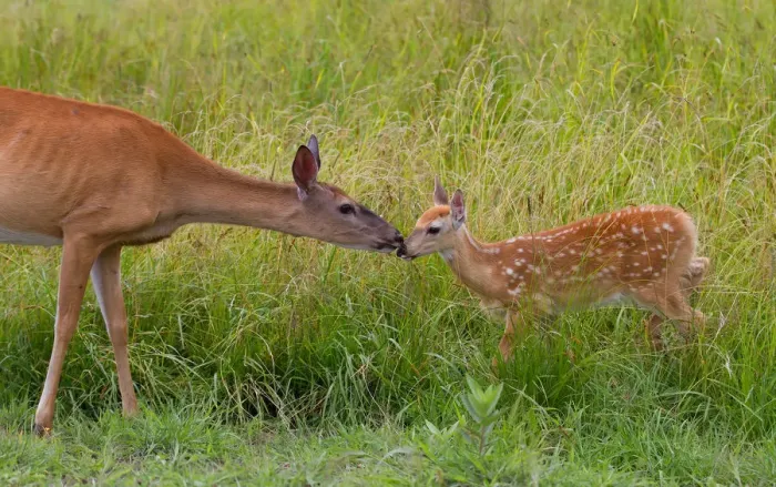 Framed Print : Mother doe with fawn Framed Print : Mother doe with fawn
