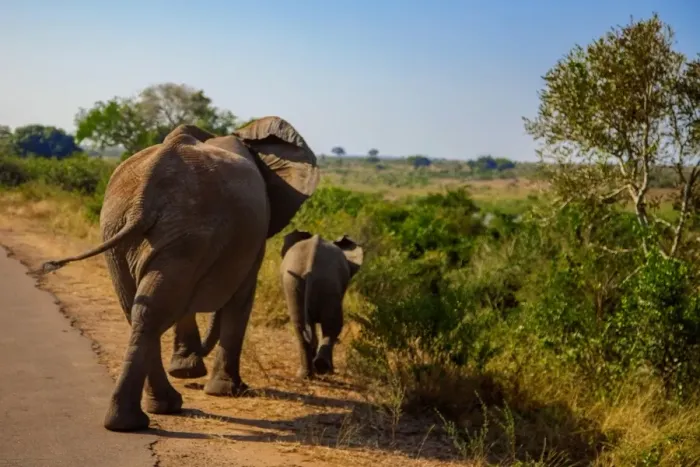 Framed Print : A Mother Elephant Walking Along With Her Calf, Kruger National Park, South Africa