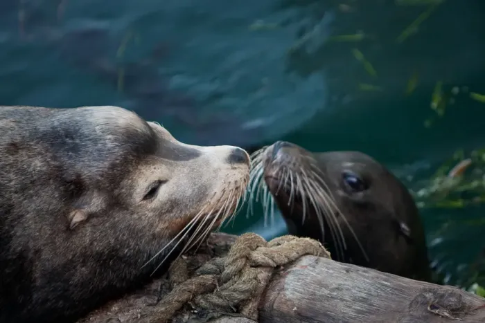 Framed Print : Mother and Pup Sea Lions nose-to-nose