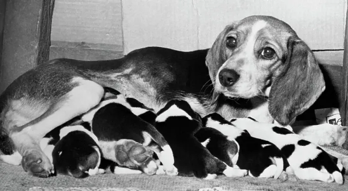 Framed Print : Mother and Pups Lying Together Framed Print : Mother and Pups Lying Together
