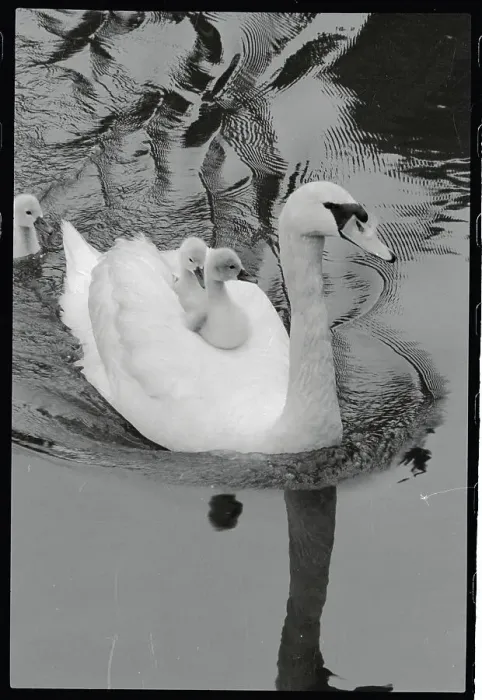 Framed Print : Mother Swan With Babies on her Back Framed Print : Mother Swan With Babies on her Back