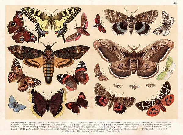 Moths and butterflies chromolithography 1888