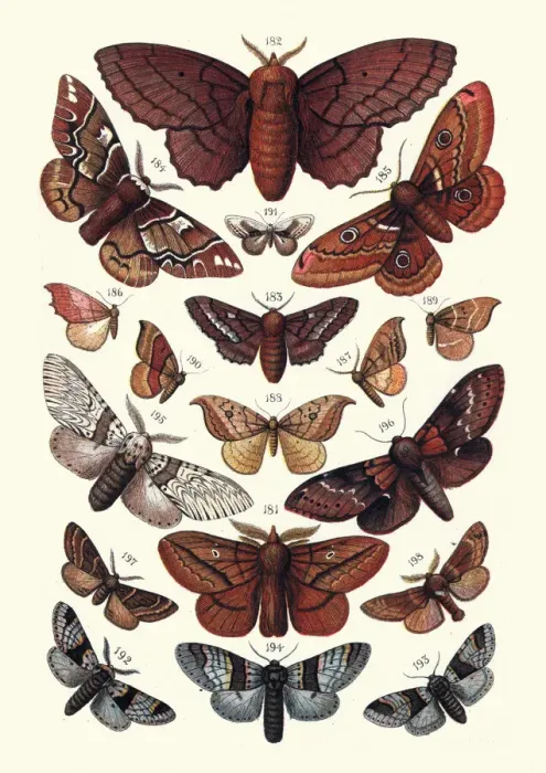 Framed Print : Moths, Insects, Lappet, Kentish glory, Emperor, Hook tip, Kitten, Plumed Prominent