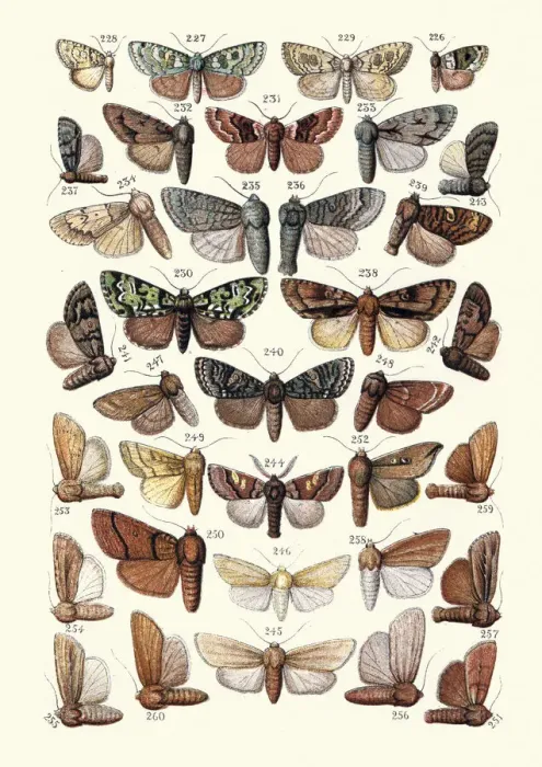 Framed Print : Moths, Insects, Lichen Beauty, Marbled Green, Cambridge Beauty, Tussock Framed Print : Moths, Insects, Lichen Beauty, Marbled Green, Cambridge Beauty, Tussock
