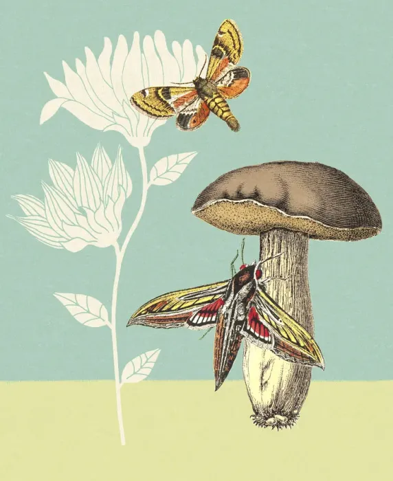Framed Print : Moths Mushroom and Flower Framed Print : Moths Mushroom and Flower