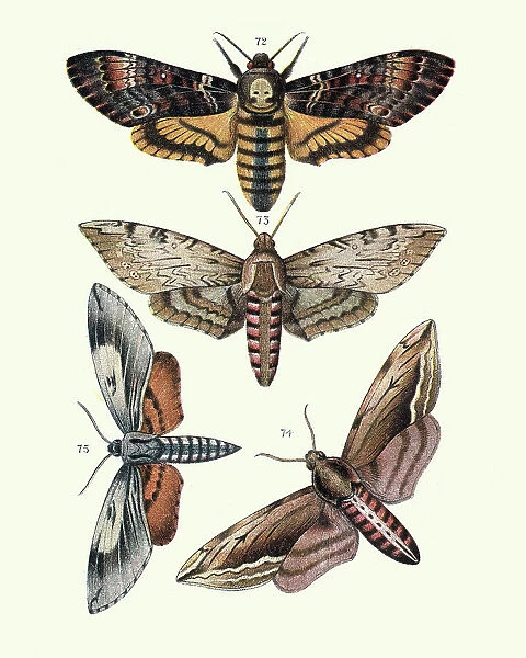 Moths, Sphingidae, Death s-head hawkmot, convolvulus, privet, pine