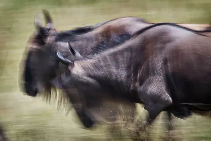 Framed Print : Motion Blur of Wildebeest Running in Maasai Mara, Kenya Framed Print : Motion Blur of Wildebeest Running in Maasai Mara, Kenya