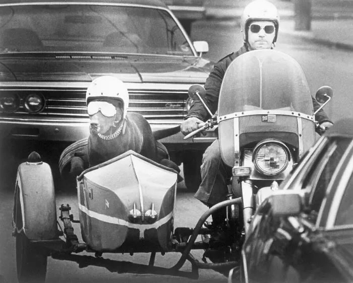 Framed Print : Motorcyclist Riding With His Helmeted Pooch Framed Print : Motorcyclist Riding With His Helmeted Pooch
