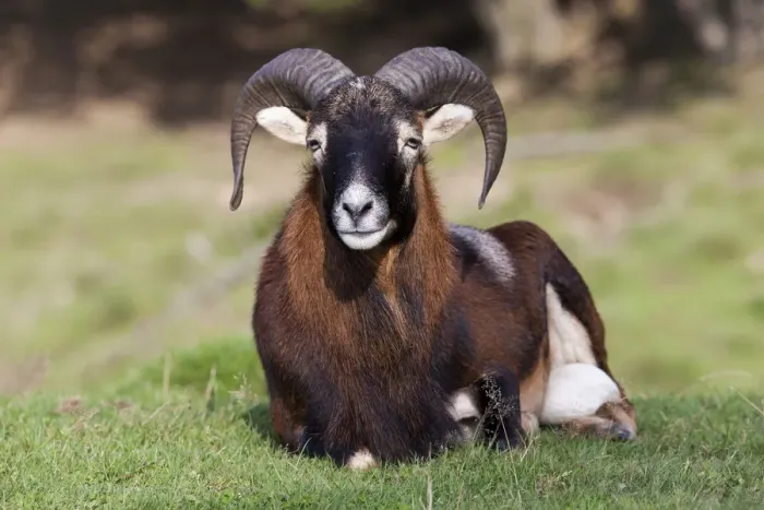 Framed Print : Mouflon (Ovis orientalis), Daun Wildlife Park, Rhineland-Palatinate, Germany, Europe Framed Print : Mouflon (Ovis orientalis), Daun Wildlife Park, Rhineland-Palatinate, Germany, Europe
