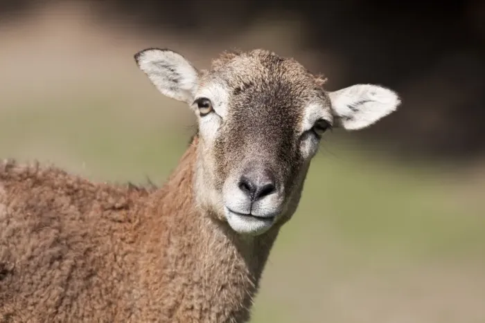 Framed Print : Mouflon (Ovis orientalis), Daun Wildlife Park, Rhineland-Palatinate, Germany, Europe Framed Print : Mouflon (Ovis orientalis), Daun Wildlife Park, Rhineland-Palatinate, Germany, Europe