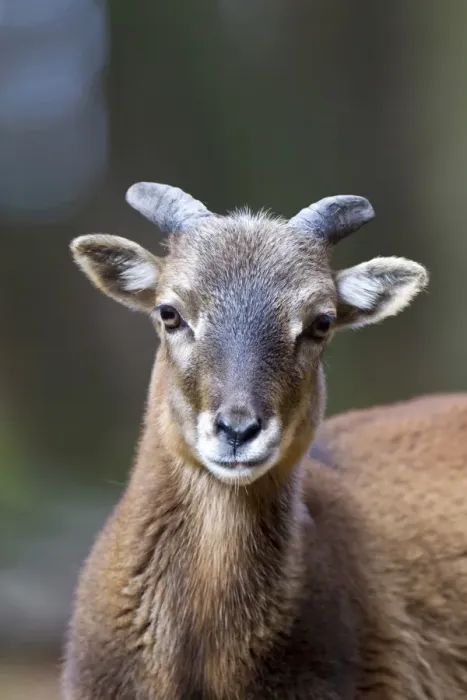 Framed Print : Mouflon -Ovis orientalis musimon-, Daun wildlife park, Rhineland-Palatinate, Germany, Europe Framed Print : Mouflon -Ovis orientalis musimon-, Daun wildlife park, Rhineland-Palatinate, Germany, Europe