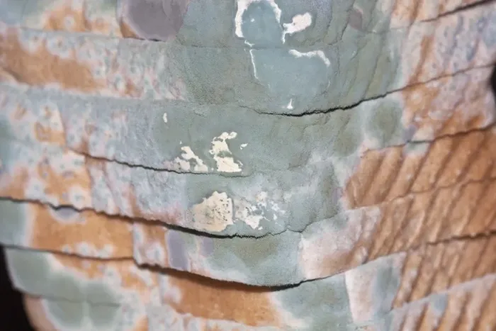 Framed Print : Mould, mildew, mould damage, mould cultures on toast Framed Print : Mould, mildew, mould damage, mould cultures on toast