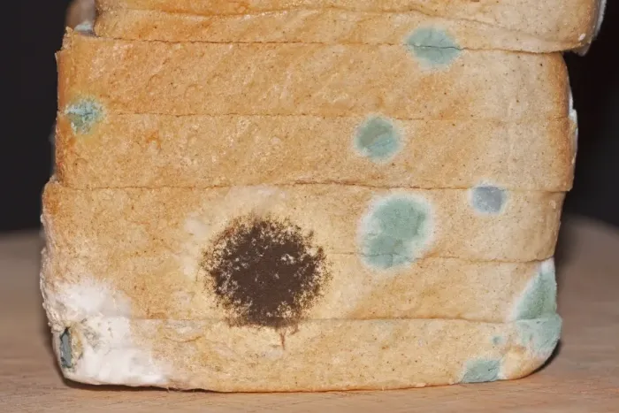Framed Print : Mould, mildew, mould damage, mould cultures on toast Framed Print : Mould, mildew, mould damage, mould cultures on toast