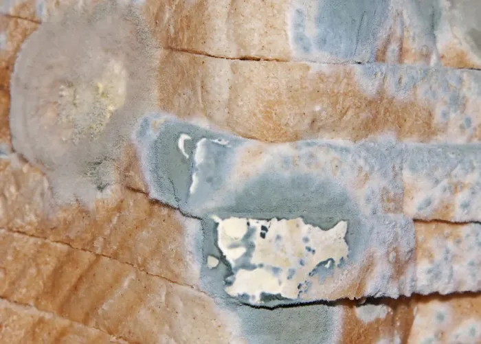 Framed Print : Mould, mildew, mould damage, mould cultures on toast Framed Print : Mould, mildew, mould damage, mould cultures on toast