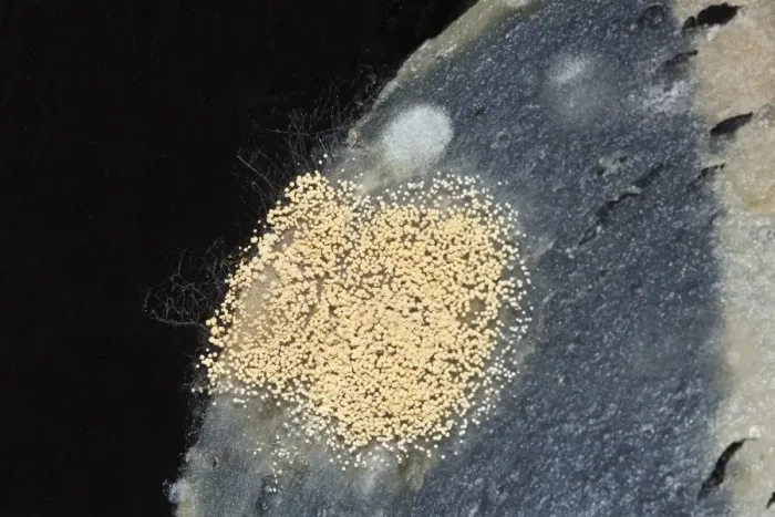 Framed Print : Mould, spores, mould culture, on sausage Framed Print : Mould, spores, mould culture, on sausage