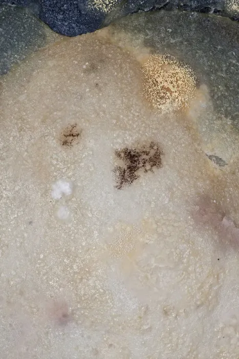 Framed Print : Mould, spores, mould culture, on sausage Framed Print : Mould, spores, mould culture, on sausage