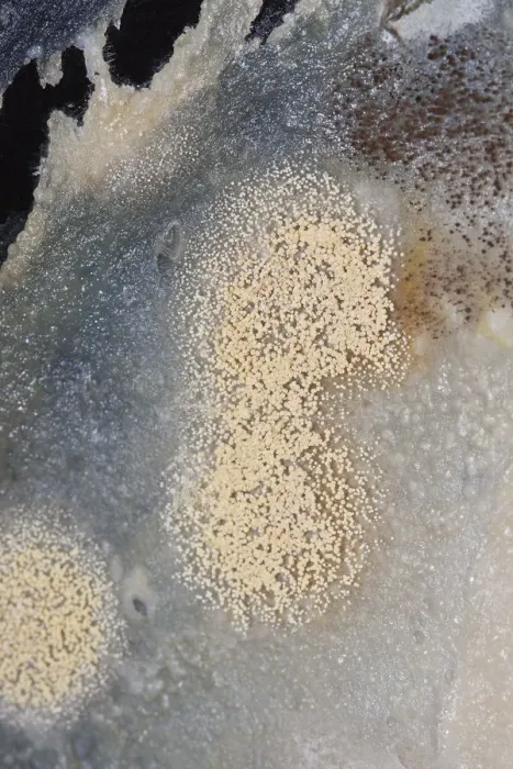Framed Print : Mould, spores, mould culture, on sausage Framed Print : Mould, spores, mould culture, on sausage