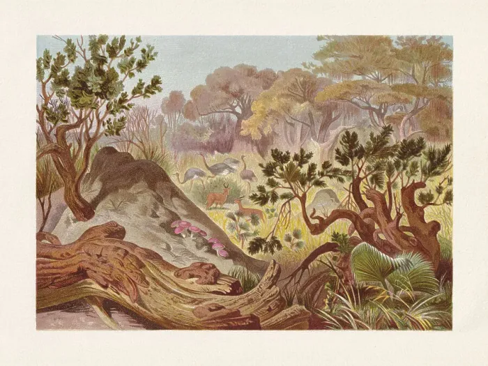 Framed Print : Mound-building termites in Africa, chromolithograph, published in 1884 Framed Print : Mound-building termites in Africa, chromolithograph, published in 1884