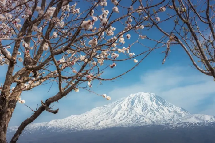 Framed Print : Mount Ararat with cherry blossoms foreground Framed Print : Mount Ararat with cherry blossoms foreground
