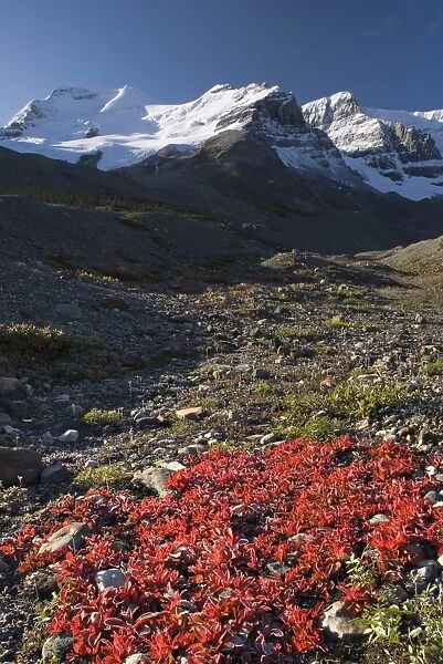 Mount Athabasca, Columbia icefield, Alberta, Canada