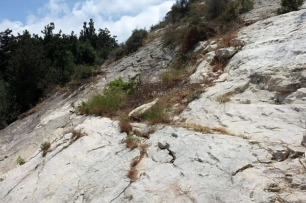 Mount Carmel, the limestone slopes