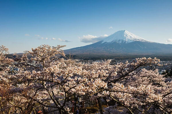Mount Fuji and cherry tree blossoms, Japan