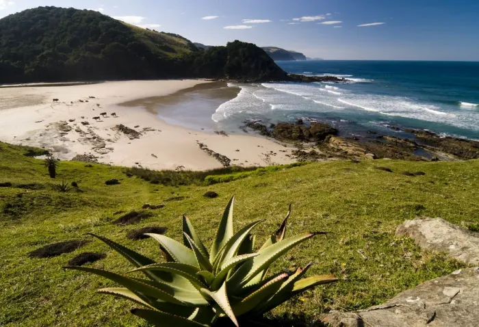 Framed Print : Mountain Aloe or Snake Aloe -Aloe broomii- in the coastal landscape, Wild Coast, Eastern Cape, South Africa, Africa Framed Print : Mountain Aloe or Snake Aloe -Aloe broomii- in the coastal landscape, Wild Coast, Eastern Cape, South Africa, Africa