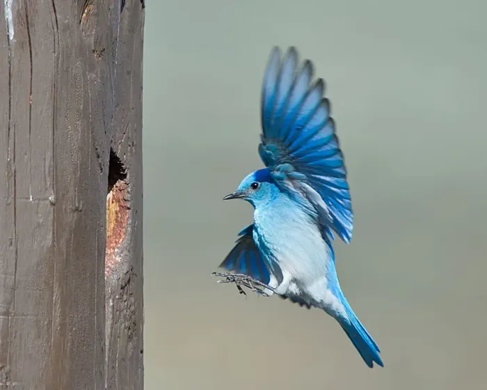 Framed Print : Mountain bluebird Framed Print : Mountain bluebird
