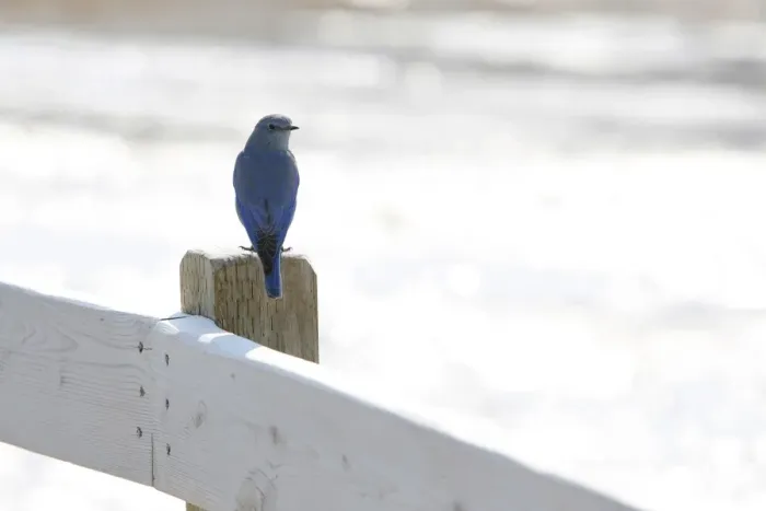 Framed Print : Mountain Bluebird -Sialia currucoides-, Old Faithful, Yellowstone National Park, Wyoming, USA