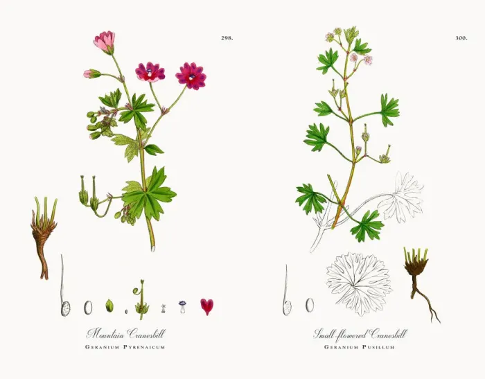 Framed Print : Mountain Cranesbill, Geranium Pyrenaicum, Victorian Botanical Illustration, 1863