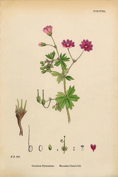 Mountain Cranesbill, Geranium Pyrenaicum, Victorian Botanical Illustration, 1863