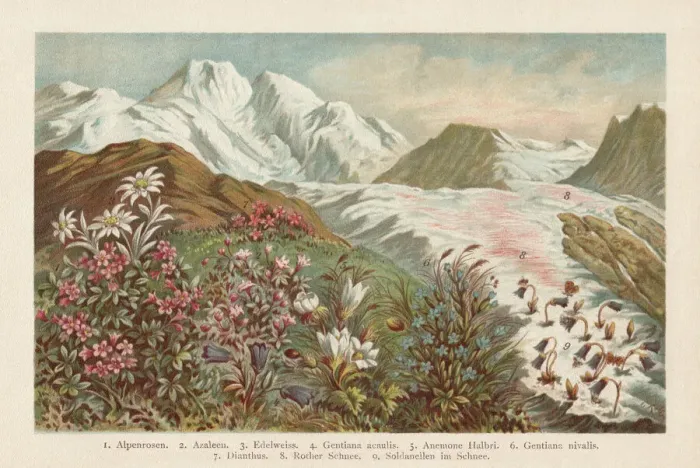 Framed Print : Mountain flora, chromolithograph, published in 1894 Framed Print : Mountain flora, chromolithograph, published in 1894