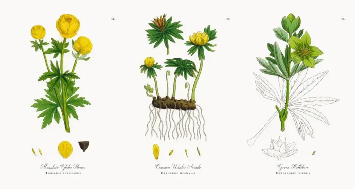 Framed Print : Mountain Globe Flower, Trollius europaeus, Victorian Botanical Illustration, 1863 Framed Print : Mountain Globe Flower, Trollius europaeus, Victorian Botanical Illustration, 1863