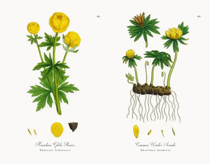 Framed Print : Mountain Globe Flower, Trollius europaeus, Victorian Botanical Illustration, 1863 Framed Print : Mountain Globe Flower, Trollius europaeus, Victorian Botanical Illustration, 1863