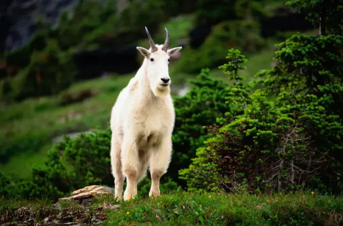 Framed Print : Mountain Goat, Glacier Nat. Park, Montana Framed Print : Mountain Goat, Glacier Nat. Park, Montana