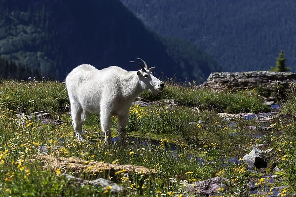 Mountain Goat -Oreamnos americanus-, Glacier National Park, Montana, United States