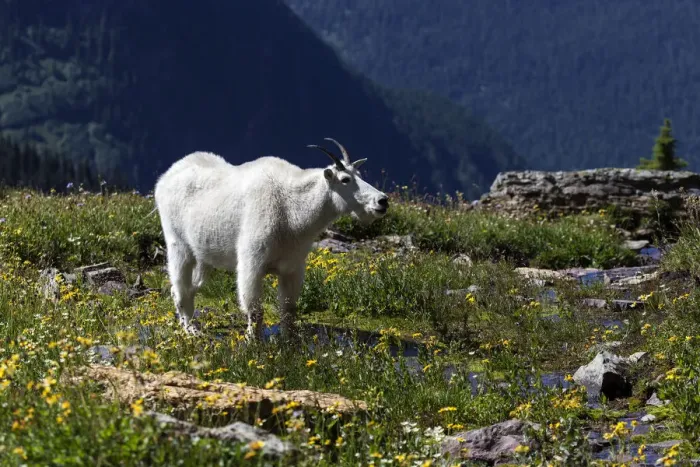 Framed Print : Mountain Goat -Oreamnos americanus-, Glacier National Park, Montana, United States Framed Print : Mountain Goat -Oreamnos americanus-, Glacier National Park, Montana, United States