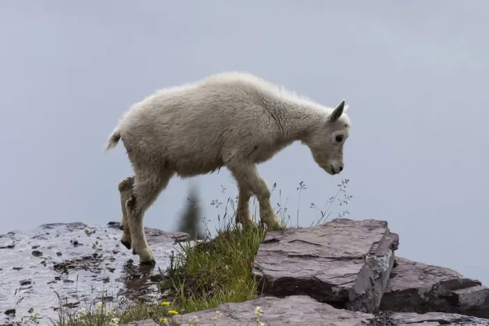 Framed Print : Mountain Goat -oreamnos americanus-, goatling on a snow field, Glacier National Park, Montana, United States Framed Print : Mountain Goat -oreamnos americanus-, goatling on a snow field, Glacier National Park, Montana, United States
