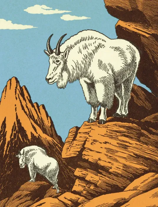 Framed Print : Mountain Goats Framed Print : Mountain Goats