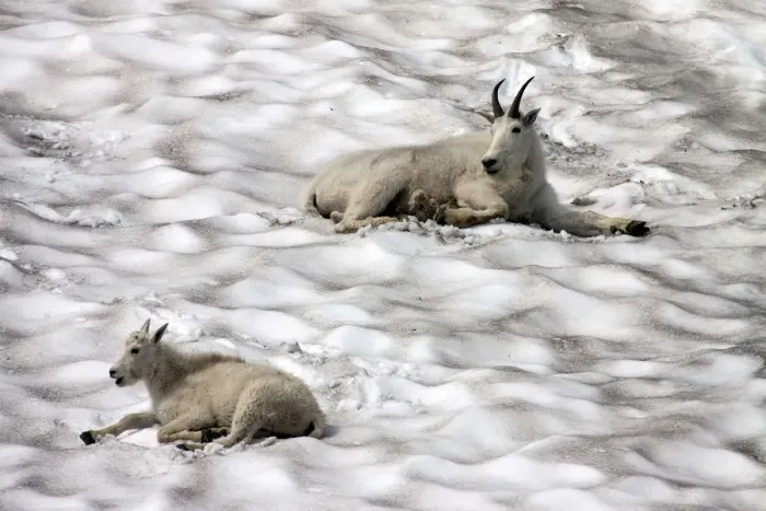 Framed Print : Mountain Goats -oreamnos americanus- on a snow field, Glacier National Park, Montana, United States Framed Print : Mountain Goats -oreamnos americanus- on a snow field, Glacier National Park, Montana, United States