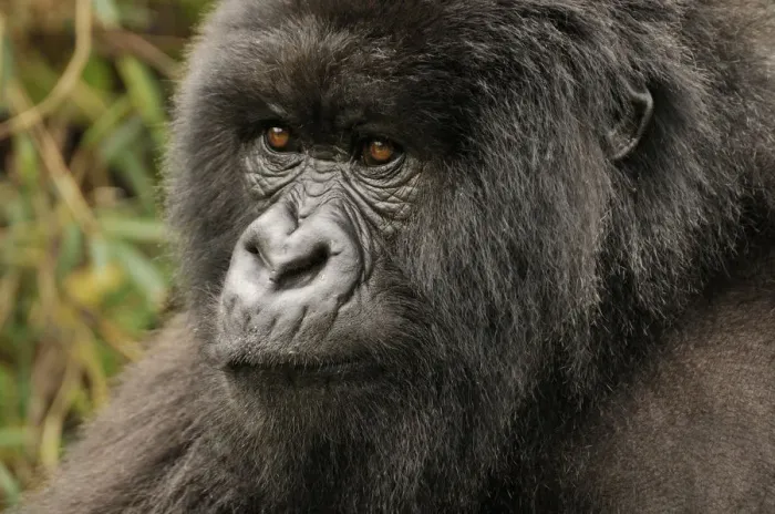 Framed Print : Mountain Gorilla -Gorilla beringei beringei- from the Hirwa group at the foot of the Gahinga Volcano, Parc National des Volcans, Volcanoes National Park, Rwanda, Africa