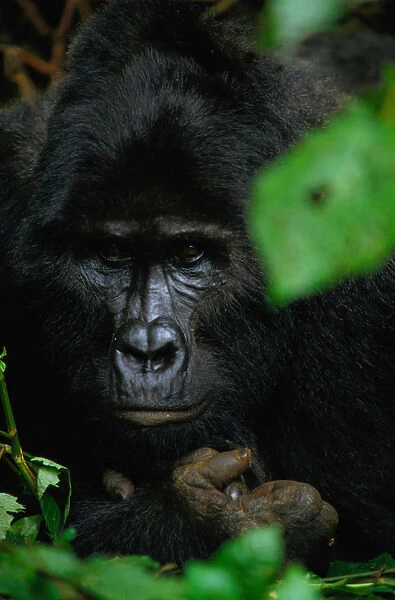 Mountain gorilla (Gorilla gorilla beringei), close-up, Uganda