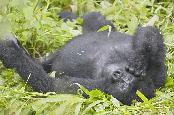 Mountain Gorilla (Gorilla gorilla beringei) lying on back in grass