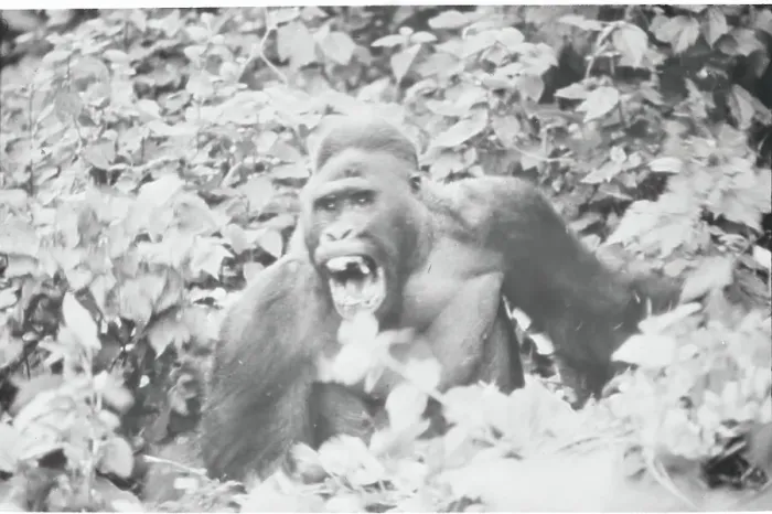 Framed Print : Mountain Gorilla Opening His Mouth Framed Print : Mountain Gorilla Opening His Mouth