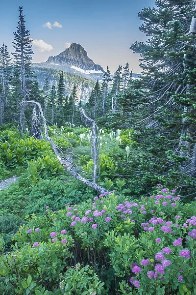 Mountain landscape with spirea flowers and bear grass, Glacier National Park, Montana, USA