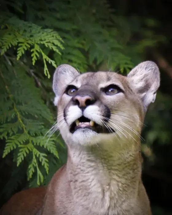 Framed Print : Mountain lion Framed Print : Mountain lion
