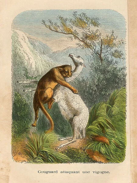 Mountain Lion attacking a vicuna engraving chromolitography 1880
